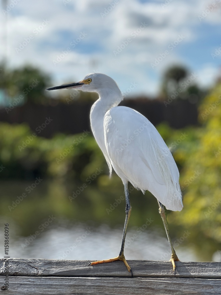 Fototapeta premium great blue heron