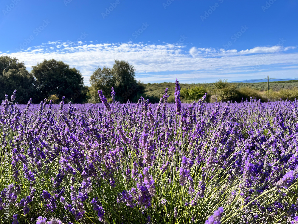 Fototapeta premium lavender field Valensole, France