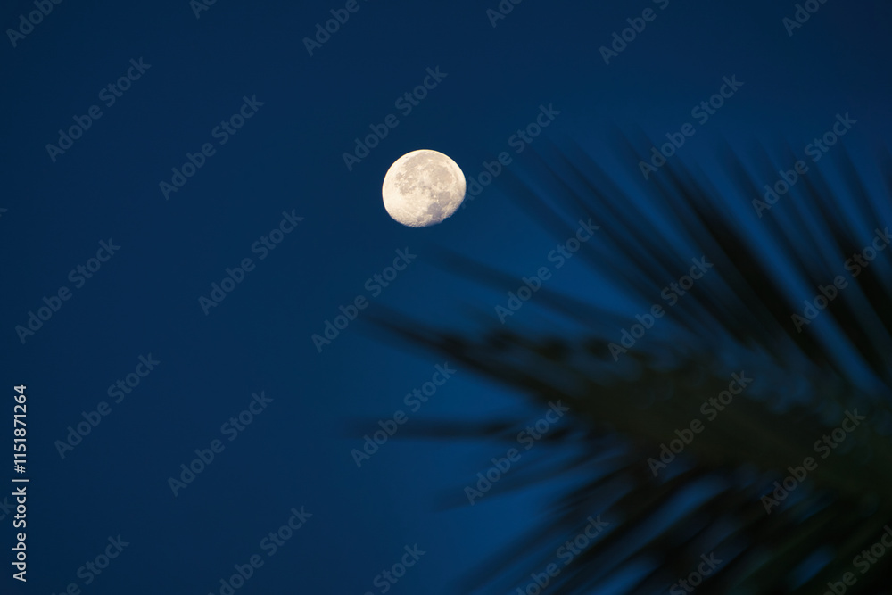 Marsa Alam, Egypt - july 21 2024,  interior with swimming pool inside the hotel yard at night and an artificial lake. a bridge over the water, typical hotel buildings.