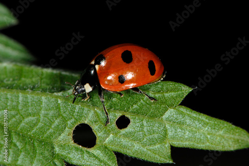 Marienkäfer, Siebenpunkt-Marienkäfer, Coccinella septempunctata photo