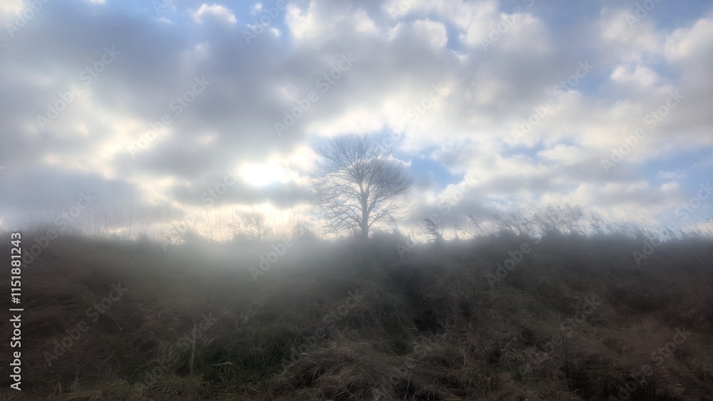 Obraz premium Baum im Morgennebel