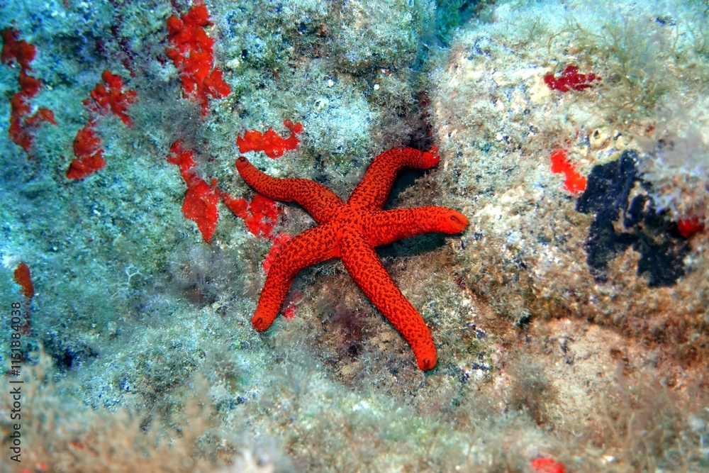Starfish in the Atlantic Ocean – Tenerife Starfish in the Atlantic Ocean – Tenerife