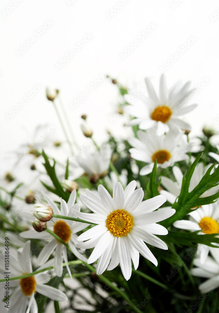 Fototapeta premium daisies on white background