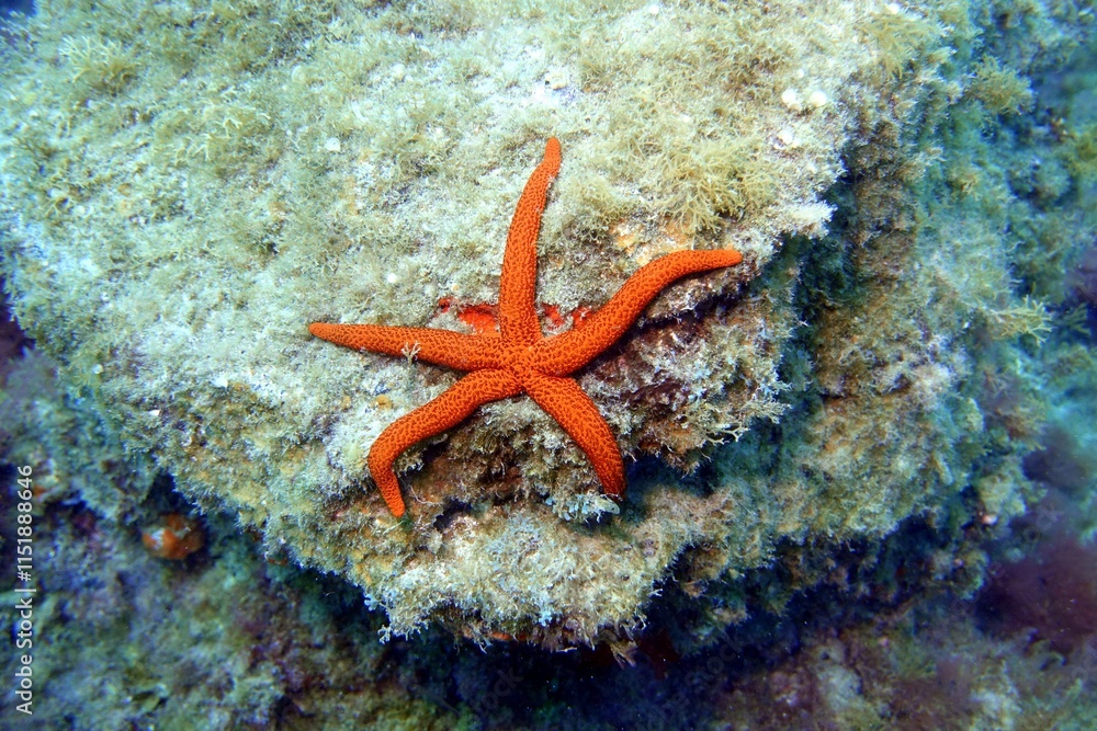 Starfish in the Atlantic Ocean – Tenerife Starfish in the Atlantic Ocean – Tenerife
