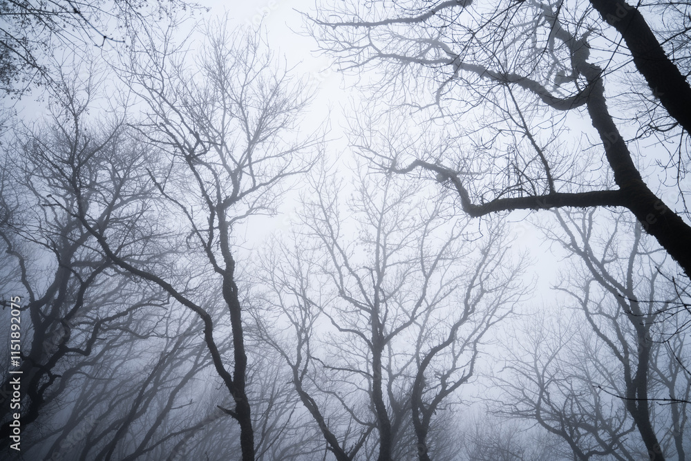 Black silhouettes of trees in a foggy gloomy forest. Tall beech trees with thin trunks in a winter forest. Misty park with fallen leaves and ancient trees. Black-and-white nature background. Black silhouettes of trees in a foggy gloomy forest. Tall beech trees with thin trunks in a winter forest. Misty park with fallen leaves and ancient trees. Black-and-white nature background.
