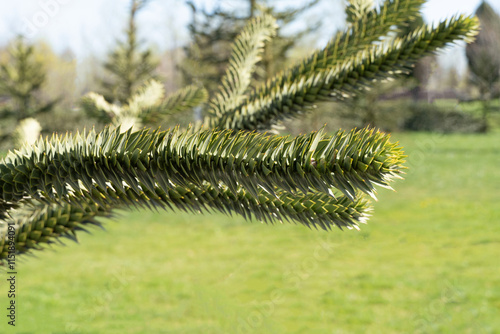 Close-up of Araucaria araucana, monkey puzzle tree, monkey tail tree, or Chilean pine. Araucaria in Galitsky park (Park Krasnodar)  in sunny spring 2024 photo