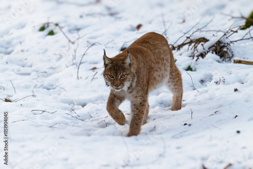 Luchs