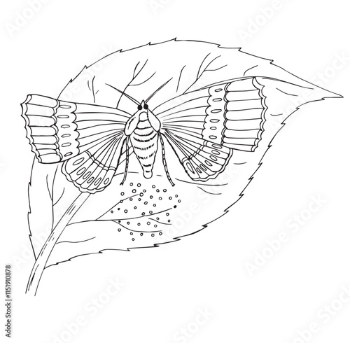 Cute cartoon hand drawn vector butterfly life cycle coloring page.