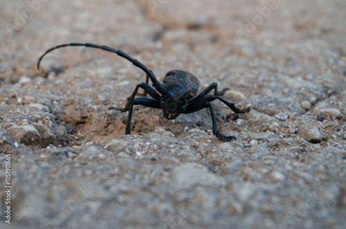 Morimus funereus