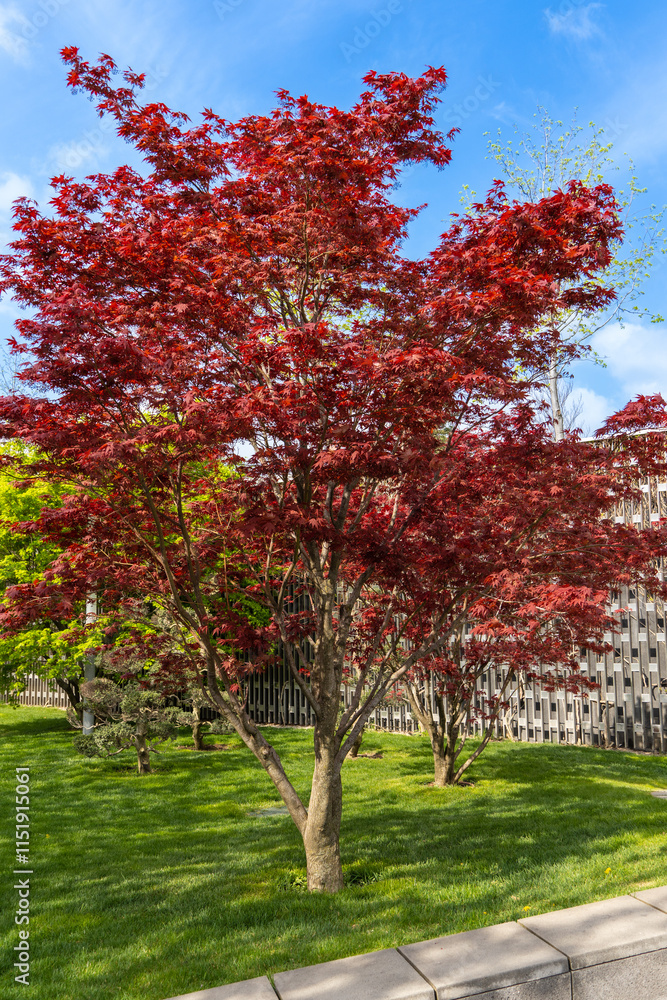 Fototapeta premium Stylized Japanese courtyard in city park 