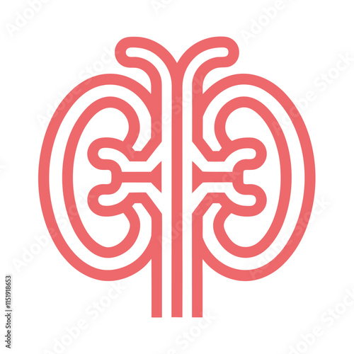 Urinary System Vector Design for Education