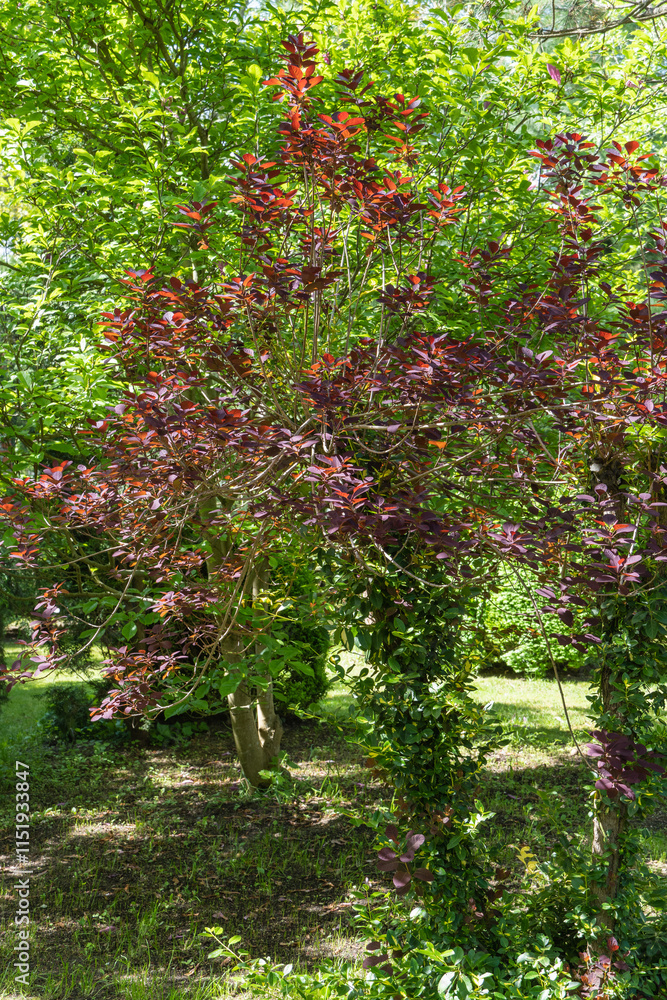 YRed leaves of Cotinus coggygria Royal Purple (Rhus cotinus, European smoke tree) glow in sun Young red leaves on branches of European smoke tree on blurred background of greenery. Selective focus. YRed leaves of Cotinus coggygria Royal Purple (Rhus cotinus, European smoke tree) glow in sun Young red leaves on branches of European smoke tree on blurred background of greenery. Selective focus.