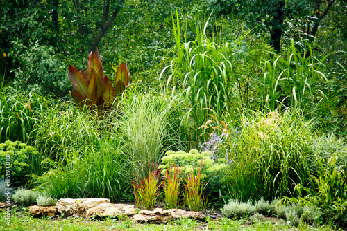 Erianthus, miscanthus, pennesetum in landscape design. Cereal grasses miscanthus in park landscaping. Landscape design, gardens and parks.   photo