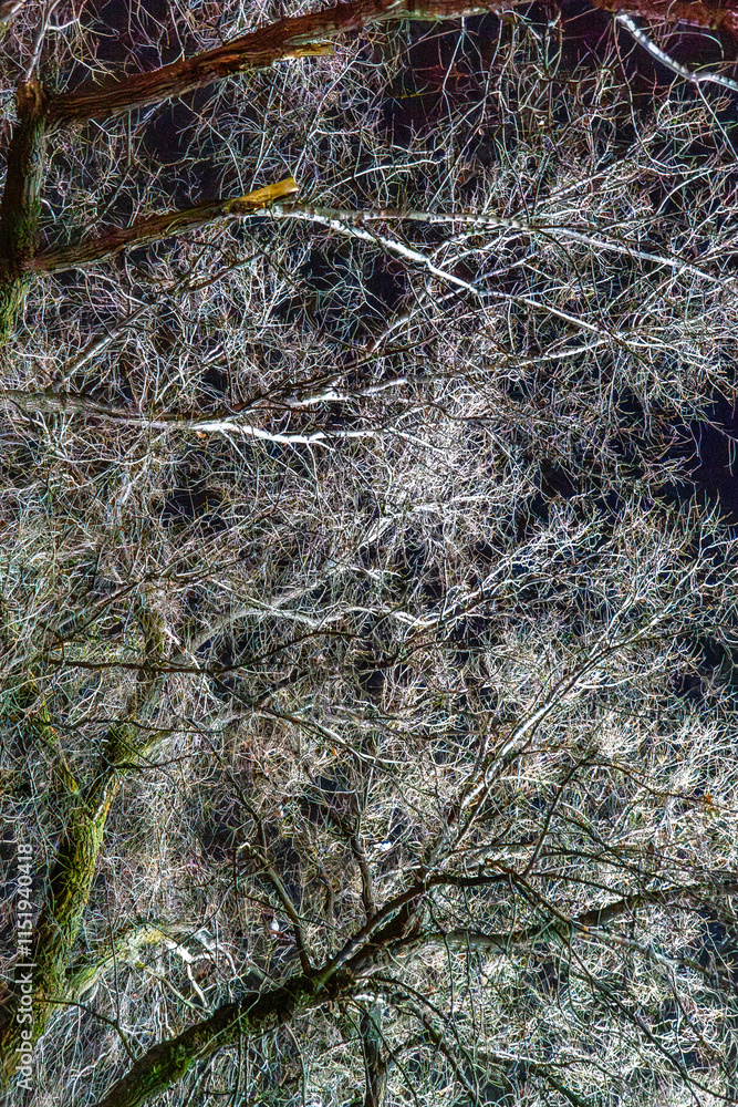 An intricate network of bare tree branches illuminated against the dark night sky creates a striking contrast. The branches form a web-like pattern, showcasing nature's complexity and artistry.
An intricate network of bare tree branches illuminated against the dark night sky creates a striking contrast. The branches form a web-like pattern, showcasing nature's complexity and artistry.
