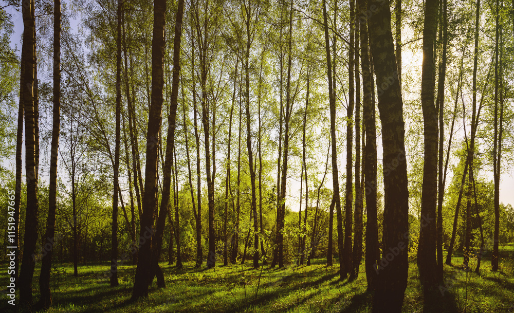 Sunset or sunrise in a spring birch forest with bright young foliage glowing in the rays of the sun and shadows. Vintage film aesthetic. Sunset or sunrise in a spring birch forest with bright young foliage glowing in the rays of the sun and shadows. Vintage film aesthetic.