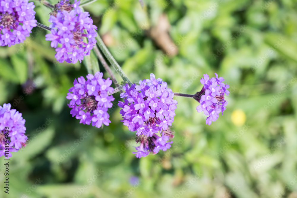 Beautiful Slender Vervain (Verbena rigida) flowers. Beautiful Slender Vervain (Verbena rigida) flowers.