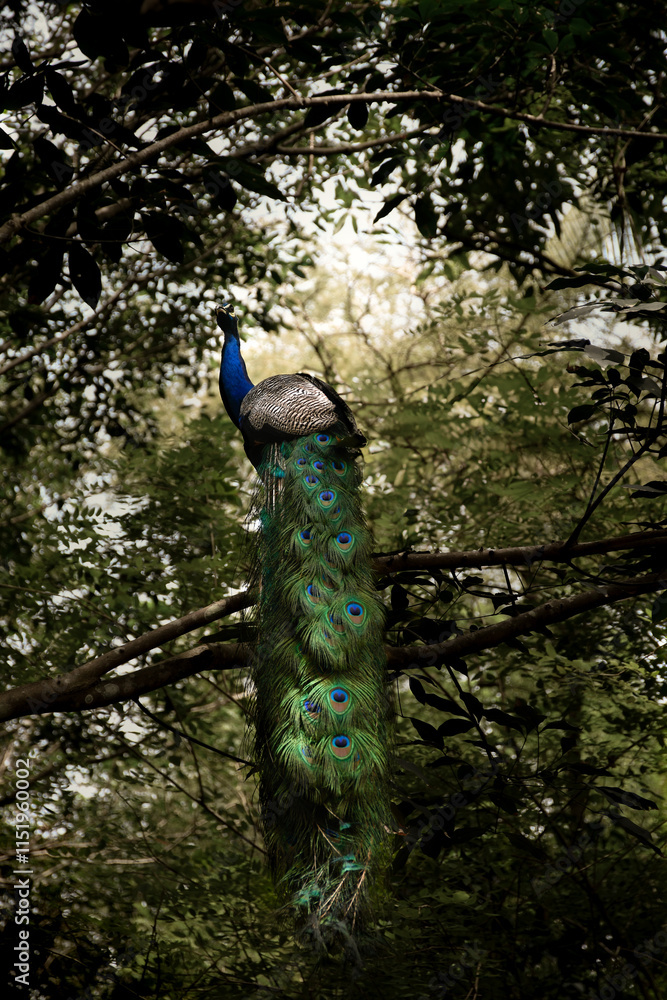 Obraz premium peacock in the woods