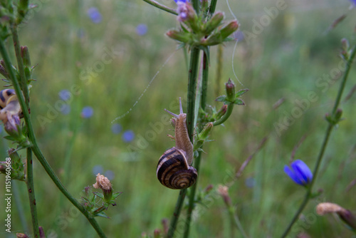 Snail