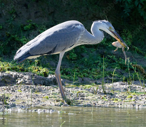 Graureiher mit Frosch