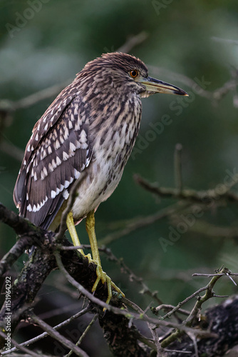 Nachtreiher Jugendform