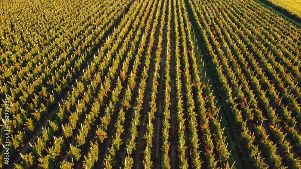 Stunning aerial view of lush vineyard rows during golden hour in autumn season Stunning aerial view of lush vineyard rows during golden hour in autumn season