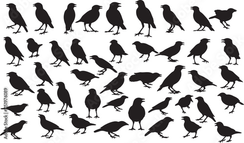 Myna Silhouettes Collection