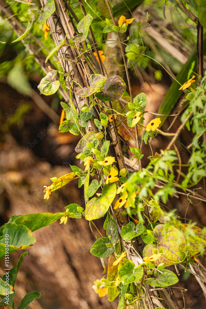 Beautiful Orange-Yellow Black-Eyed Susan Vine Beautiful Orange-Yellow Black-Eyed Susan Vine