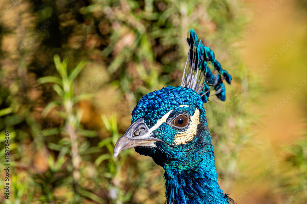 Indian Peafowl (Pavo cristatus) - Found in India, Sri Lanka, and open forest habitats.