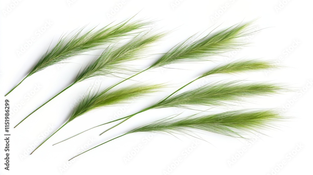 Fototapeta premium Delicate Green Grass Blades Against a Pristine White Background
