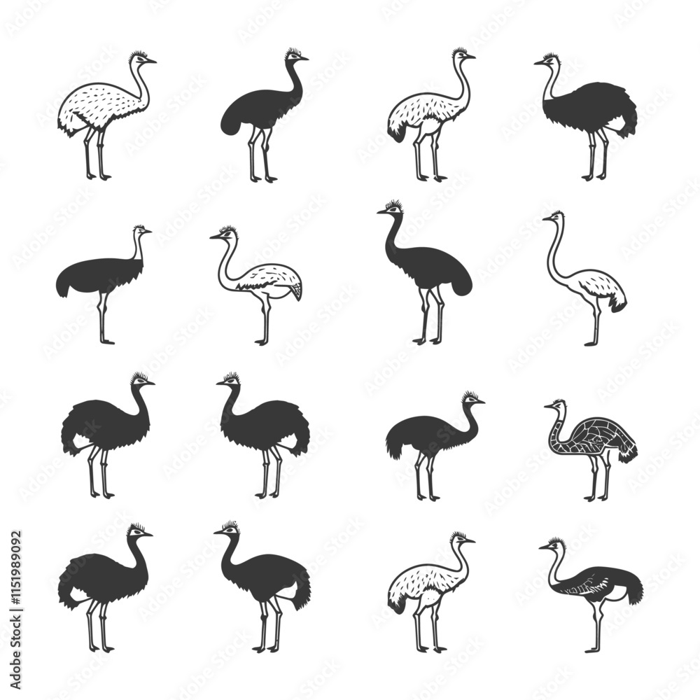 Fototapeta premium A Collection Of Black And White Ostrich Illustrations