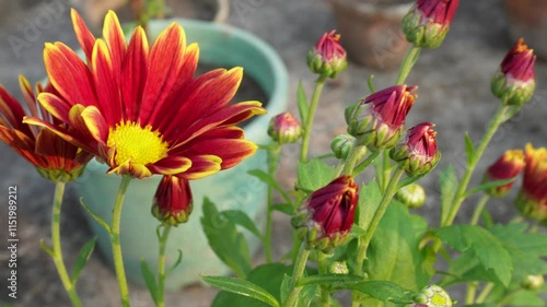 beautiful and stunning Red yellow colored Chrysanthemum or chandramallika floral in the Garden photo