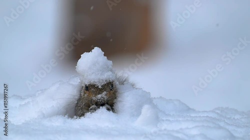 A Squirrel looking for food in the snow after a snowfall in Windsor in Upstate NY on the First day of Winter..  Comical and cute animal doesn't mind the bitter cold.