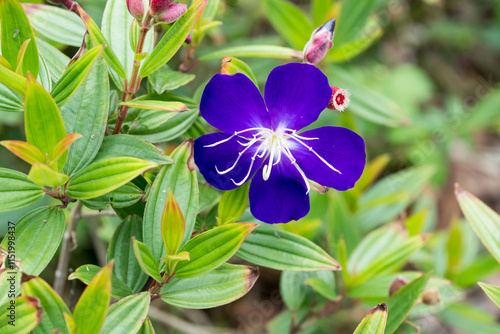 Beautiful Princess flower (pleroma semidecandrum). photo