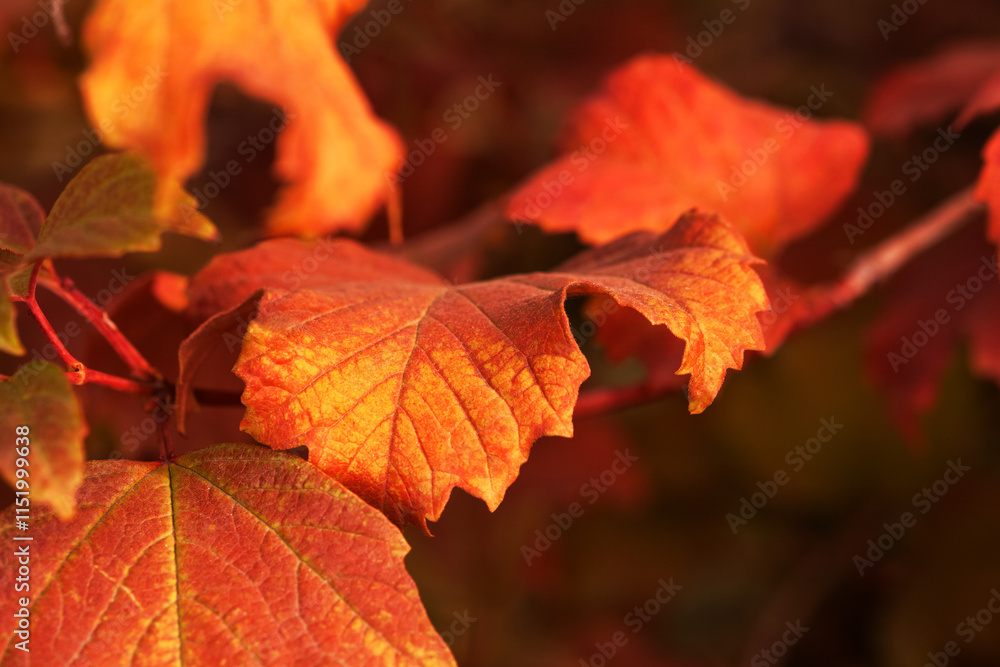 Obraz premium Red yellow leaves ornamental shrubs close-up.