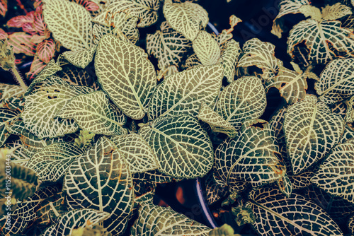 Fittonia Nerve Plant: A Close-Up of Tropical Foliage