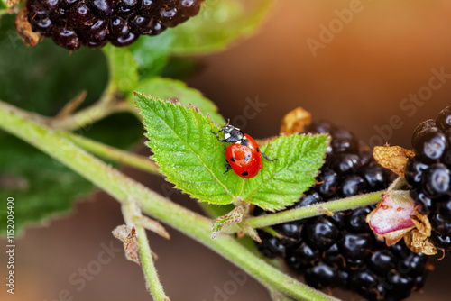 Wallpaper Mural Fruiting blackberries in the garden. Growing and caring for blackberries Torontodigital.ca