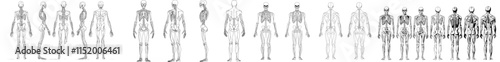 A sketch diagram of the human skeletal system, featuring an isolated anatomy line drawing of the skull and standing skeleton.