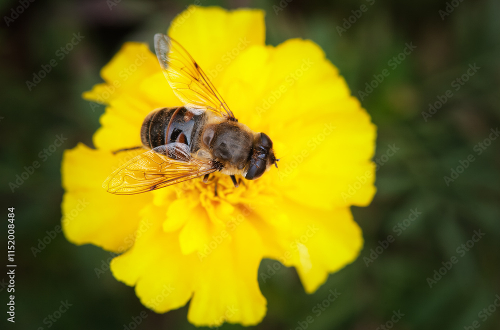 A bed of bright, fragrant orange, lushly blooming marigolds growing in an open-air garden. A plant with healing, medicinal properties. A bed of bright, fragrant orange, lushly blooming marigolds growing in an open-air garden. A plant with healing, medicinal properties.