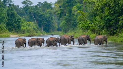 Elephants Crossing River in Dense Jungle National Park photo