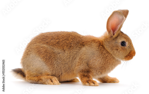 Wallpaper Mural Brown rabbit isolated. Torontodigital.ca