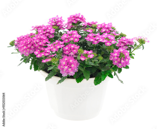 Wallpaper Mural Verbena isolated on a white background. Torontodigital.ca