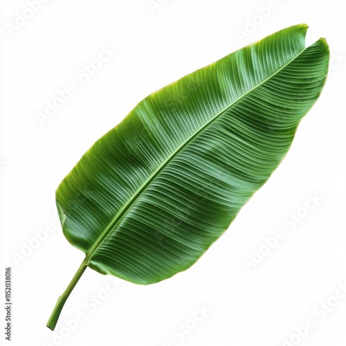 A green banana leaf isolated on a transparent or white background in PNG format. photo