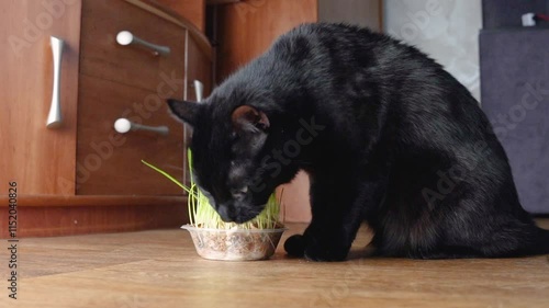 Black cat eats green grass, pet health care