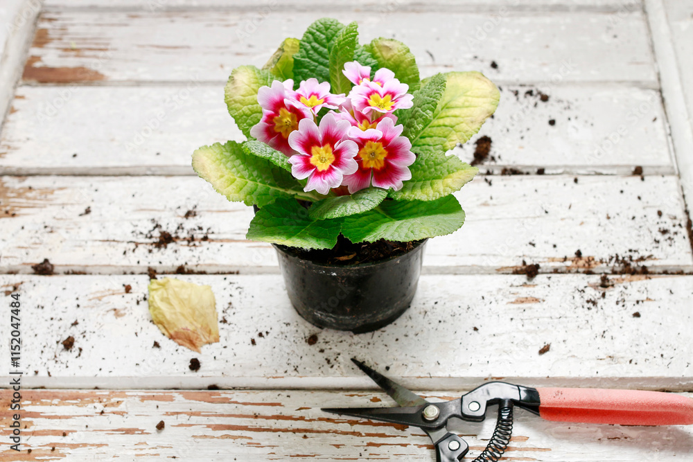 Pink primula flowers on wooden table.