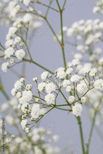 Obraz na płótnie Background with tiny white flowers (gypsophila paniculata), blurred, selective focus. w salonie
