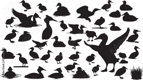 Photos Grebe Silhouette Collection