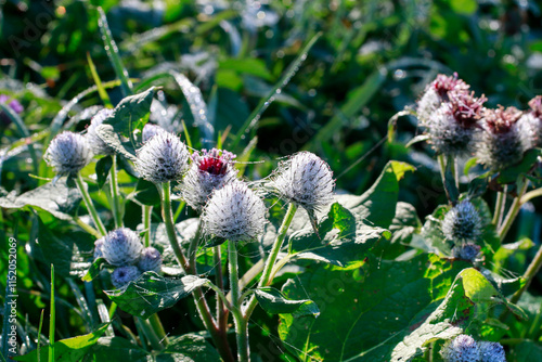 Thistle flowers (carduus) covered with Indian summer and dew in the meadow in the morning. photo