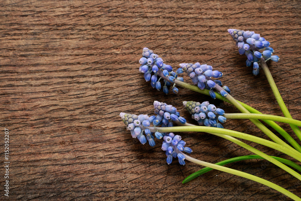 Blue muscari flowers (Grape hyacinth) on wooden background.