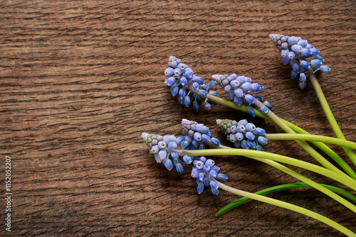 Obraz na płótnie Blue muscari flowers (Grape hyacinth) on wooden background. w salonie