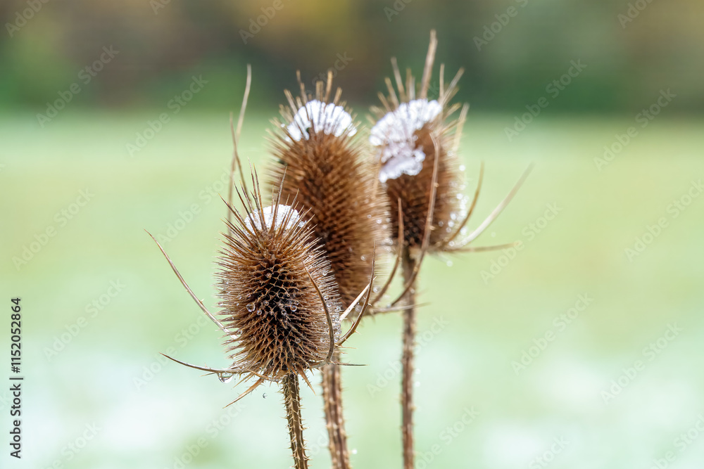 frost on prickly egg shaped head of teasel flowers winter weather frost on prickly egg shaped head of teasel flowers winter weather